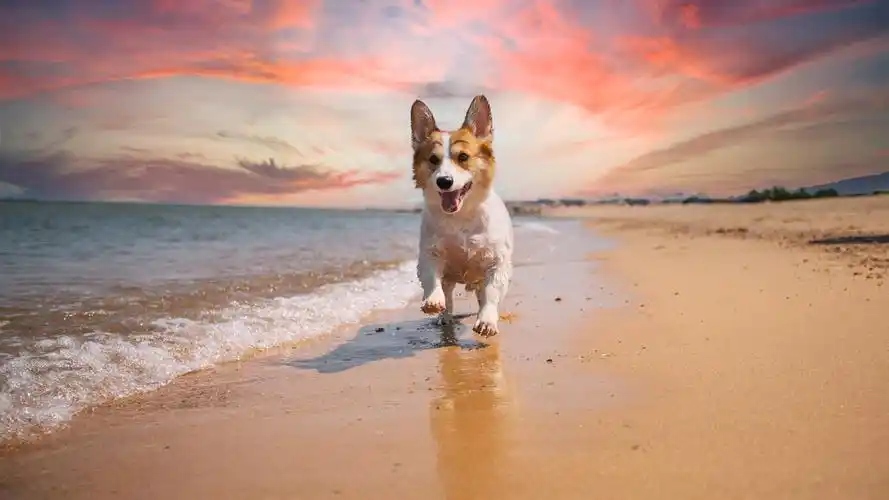 胖柯基的海边写真