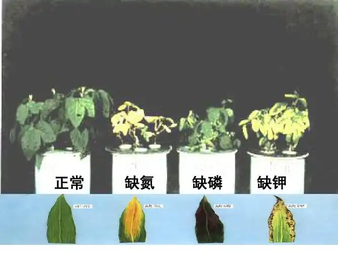 正常 缺氮 缺磷 缺钾