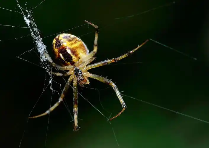 蜘蛛的清晰大图!要很清晰的不要高清的