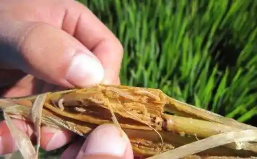 水稻钻心虫防治时间及方法_手机搜狐网