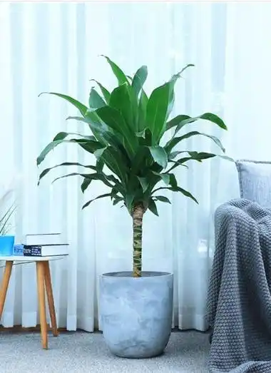 单杆也门铁_易优cms-演示站