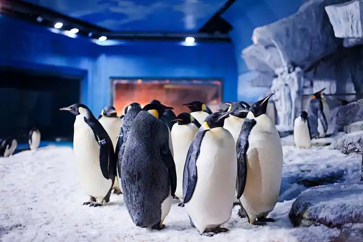 成都海昌极地海洋公园