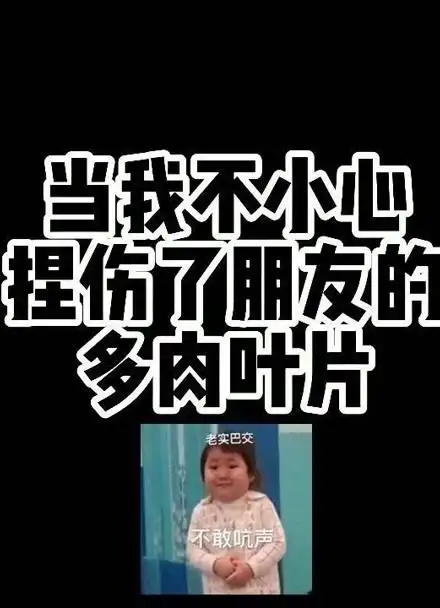 当我不小心弄伤了朋友的多肉叶片