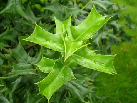 是黄梨木刺树的叶子,树杆上长有刺,刺长度1--2公分,生长在野外,树根挖