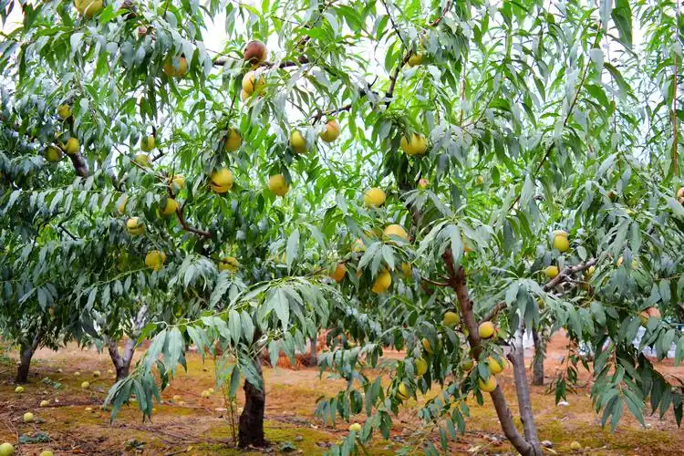 洛阳农家人冬雪蜜桃采摘园简介 - 美篇