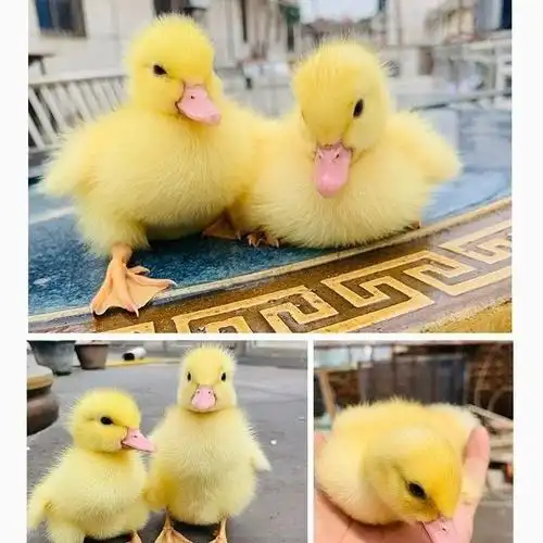 宠物鸭活物网红柯尔鸭幼崽小黄鸭子活苗观赏旱鸭青年产蛋繁殖活体