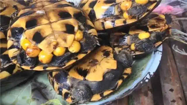 乌龟那么可爱,为什么要烤乌龟?龟蛋都烤出来了,烤鸡烤鱼不够吗