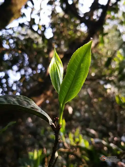 古树春茶被"爆炒"出天价,春茶价格一路"高歌猛进",2018普洱茶又陷"