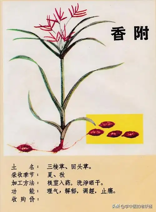 香附的作用与功效每天学习一味中药香附可以直接生用也可以用醋炮制后