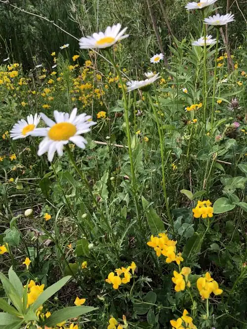路边芬芳的野花