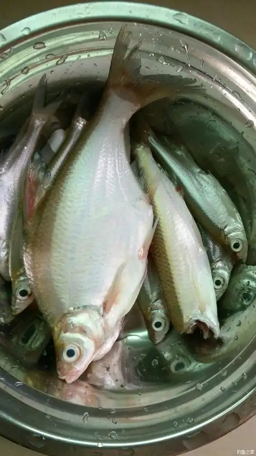 这扁的是啥鱼哦