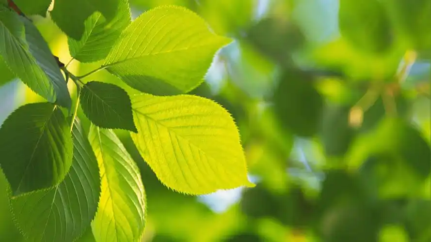 绿色唯美护眼植物清新叶子