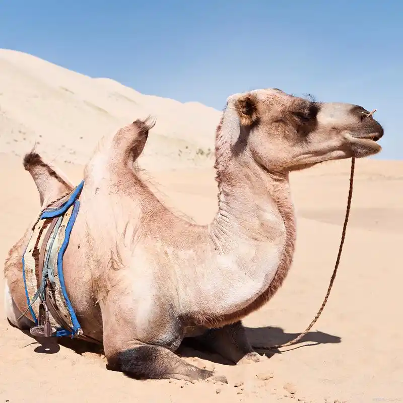 骆驼10天不吃不喝,还可以轻松穿越沙漠,你知道这是为什么吗?