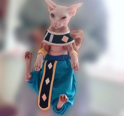 斯芬克斯无毛猫衣服龙珠比鲁斯大人兄弟象帕纯棉纯棉开裆裤猫衣服