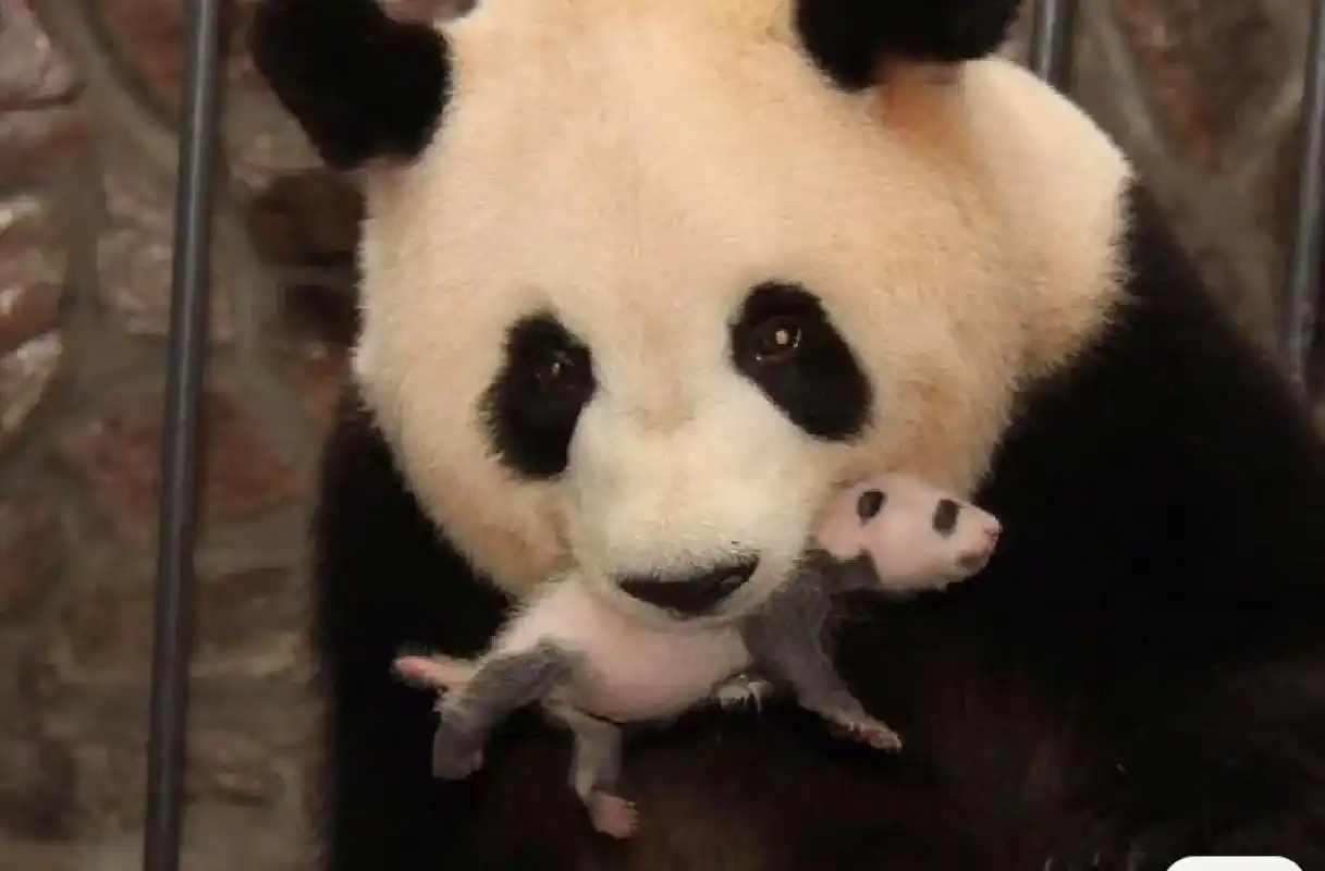 梅兰肉肉.#关爱国宝大熊猫949494 第一张是肉肉刚出生就 - 抖音