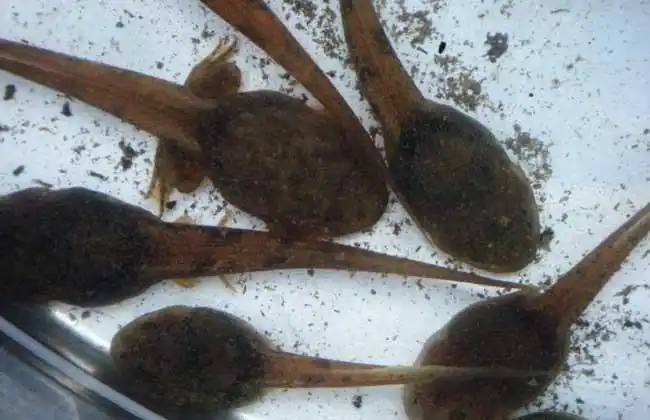 石蛙的生长过程