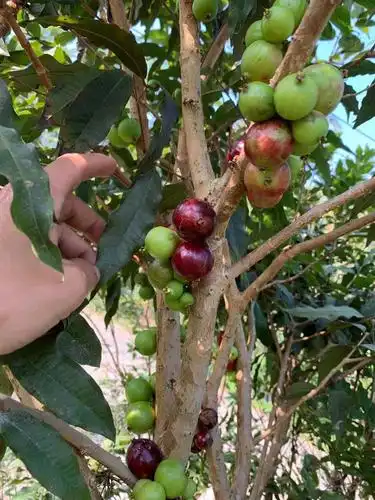 广东批发四季嘉宝果苗四季结果红妃嘉宝果树苗艾斯卡四季嘉宝果种苗