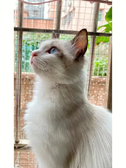 尴尬期的布偶猫看起来也还行