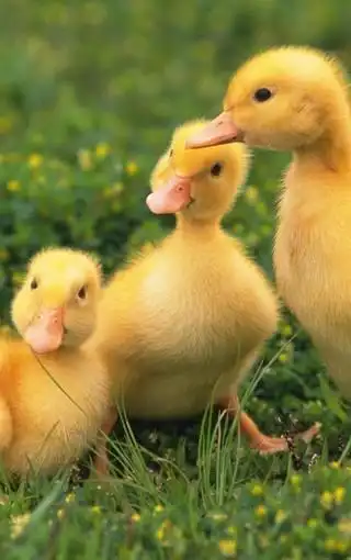 可爱小鸭子图片壁纸