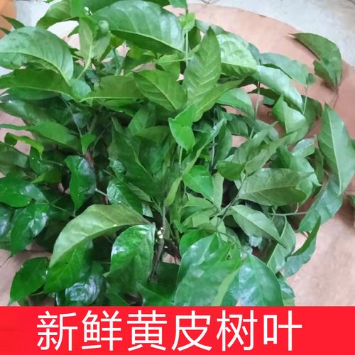 广东新鲜黄皮叶正宗黄皮果树叶子现摘月子洗澡腌制泡煮水去晦气