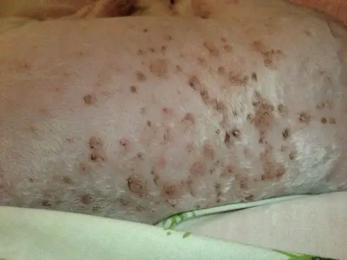 帮忙看下我家狗狗得得是什么皮肤病?