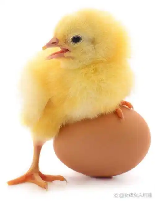 那尖尖小嘴的颜色好似胡萝卜.  什么?你问我为什么想养一只小鸡?告诉