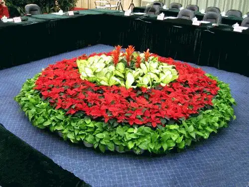 会议摆花公司
