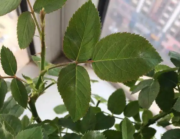 比月季花叶子小,帮我看看这是什麽花谢谢