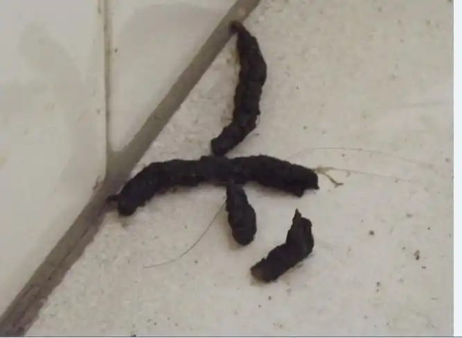 家里发现不明大便,求解这是啥动物的大便,是蛇吗?