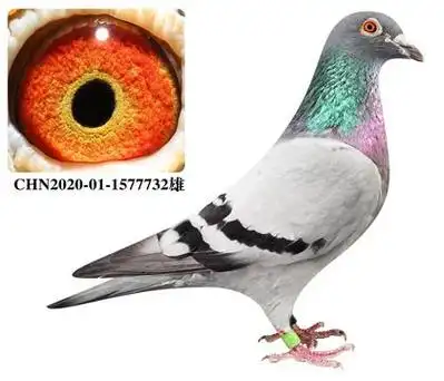 信鸽在线拍卖平台 - 中国信鸽信息网