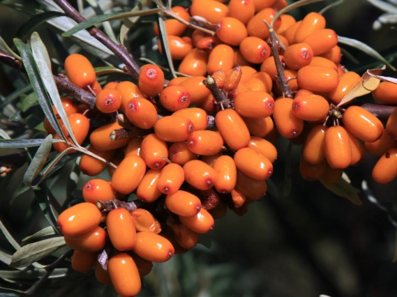 刺梨和沙棘的区别刺梨和沙棘的区别刺梨和沙棘区别