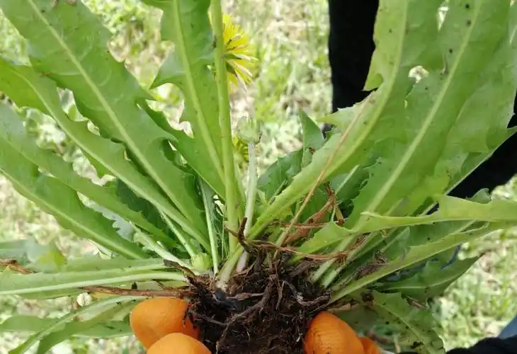 >橡胶草( i>taraxacum koksaghyz /i> rodin)是菊科,蒲公英属多年生 a