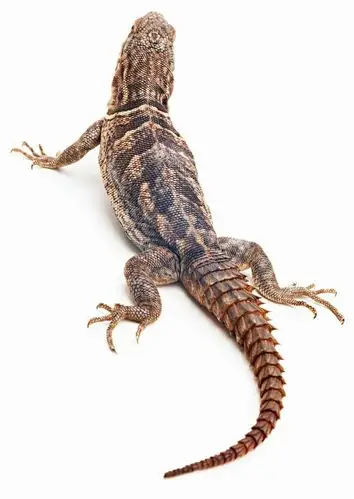 南关三园亲子伴读—《小壁虎借尾巴》