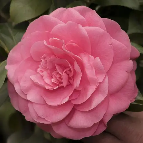 玛丽公主 茶花 千咕朵 红山茶 完全重瓣