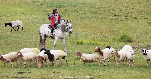 牧羊姑娘是一篇美丽的画本,阳光是它的封面,草原是它的内容.