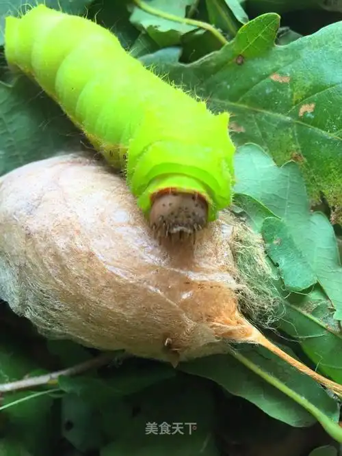 表哥家的蚕宝宝它吐出的丝可以做蚕丝被可爱的绿胖胖