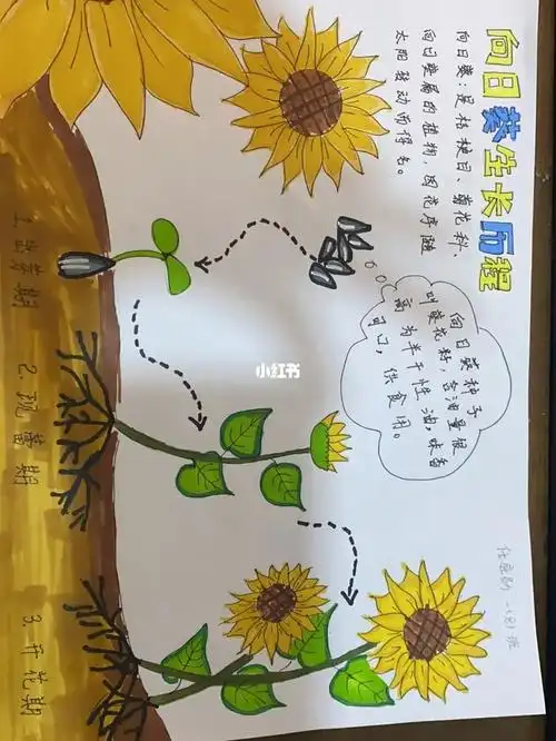 向日葵生长rijiw