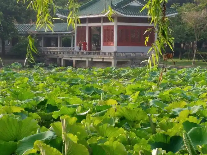 广东省东莞市博文路靠近虎门公园