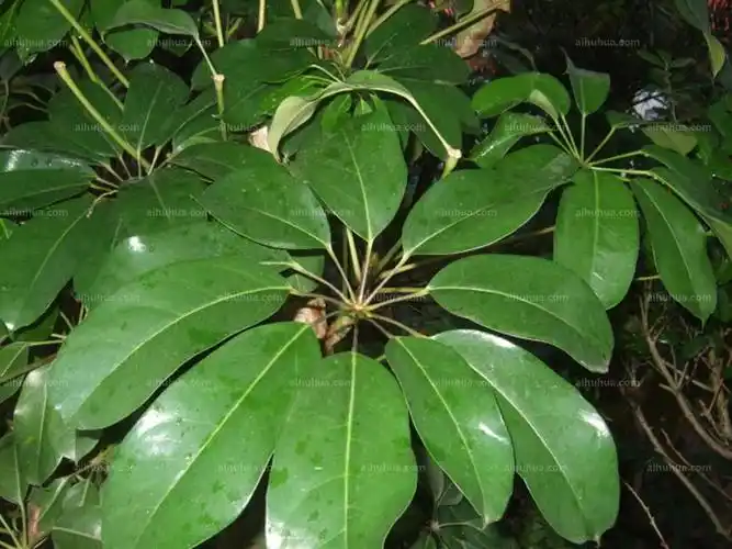 昆士兰伞木图片