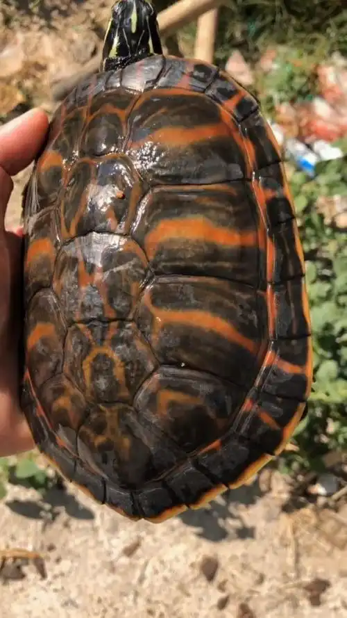 我最喜欢的火焰龟品种,品相超级好,非常完美