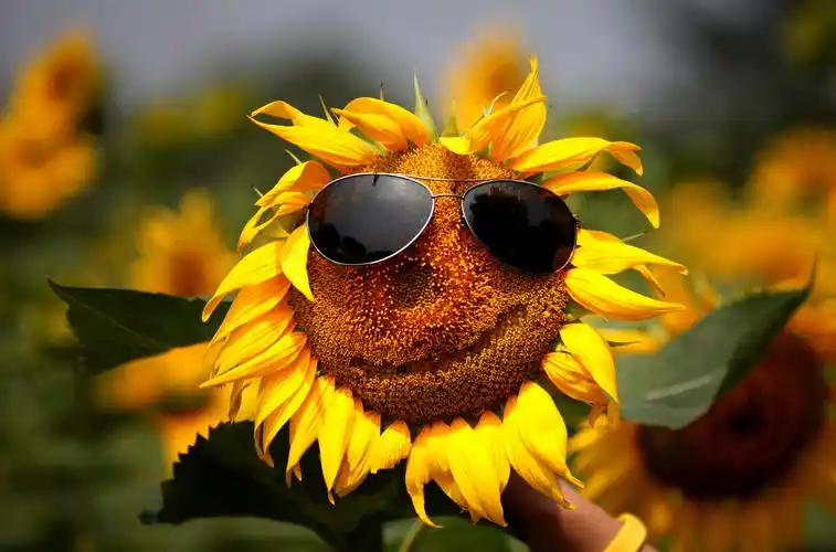 让生活和向日葵一样充满阳光