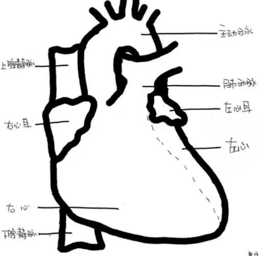 图文详解 | 心超切面不会打?看这一篇就够了!