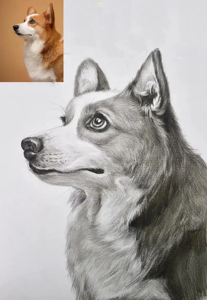 素描动物作品#抖音热门 #画画 #绘画 #零基础学画画 #素 - 抖音