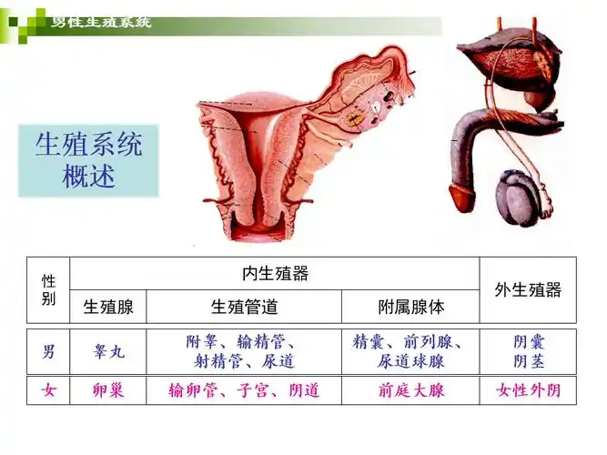 正常人体解剖学12生殖系统ppt