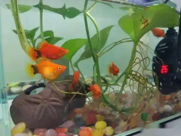 晒图大肚子好几个月的米奇鱼终于生小鱼了