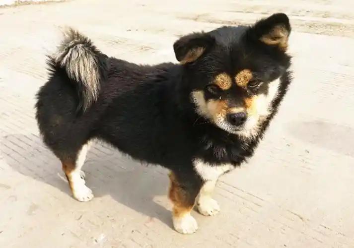 网友花80元买了一只"四眼怪狗",老人看到后却惊呼:你赚大了!