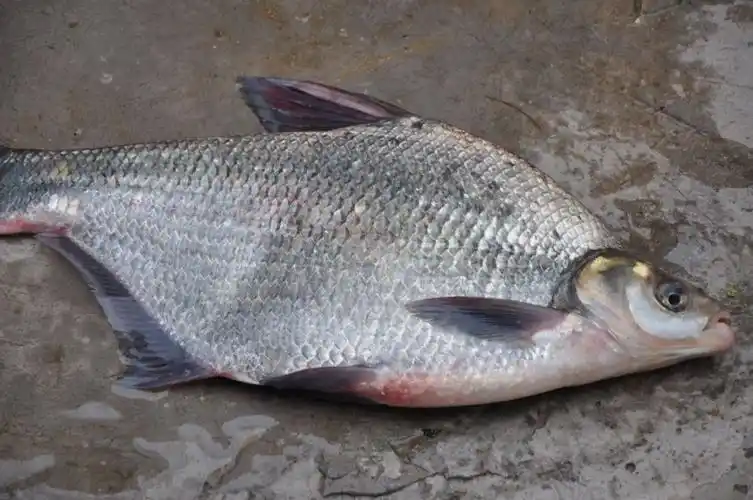 大量低价批发淡水三角鲂鱼苗 武昌鱼苗 广东鲂 三角边鱼苗-鲫鱼交易网