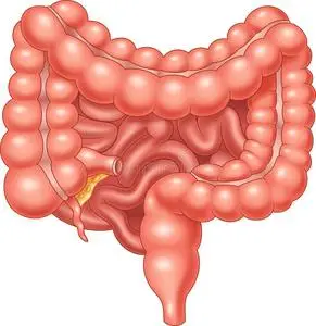 大肠和小肠的卡通插图照片