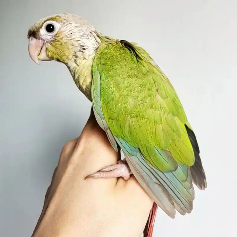 小太阳鹦鹉 肉桂色真的绝绝子 基本齐毛的小宝贝 真的太美啦呜呜呜