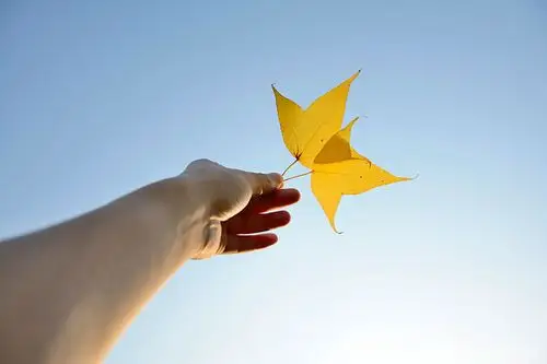 用手举向天空的枫叶_高清图片_全景视觉